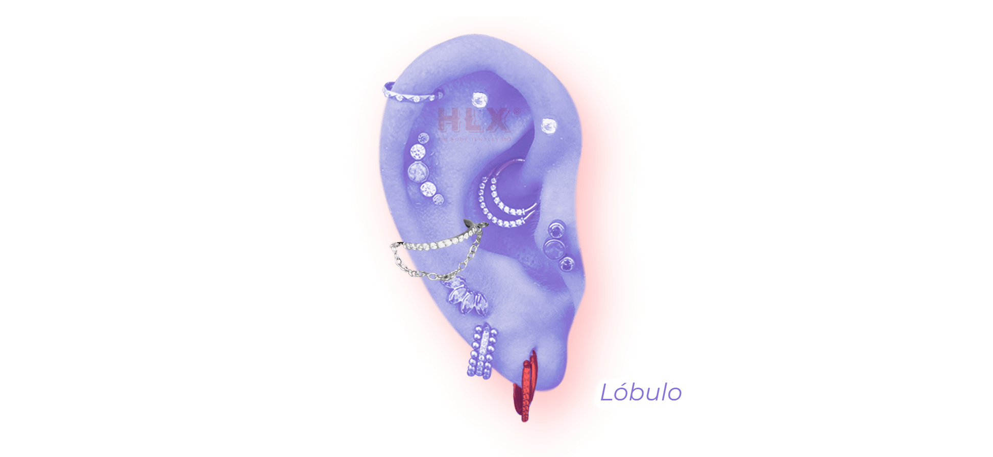 Lóbulo